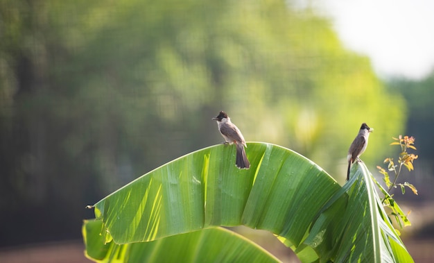 Aves en banano. Bulbul de bigotes rojos