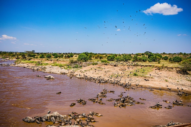 Aves buitre río Mara Vida silvestre animales mamíferos sabana pastizales reserva nacional de caza Maasai Mara