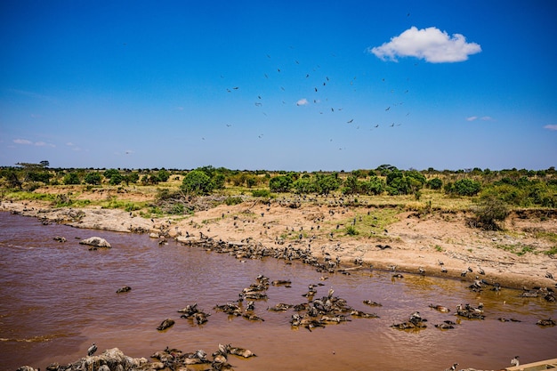 Aves buitre río Mara Vida silvestre animales mamíferos sabana pastizales reserva nacional de caza Maasai Mara