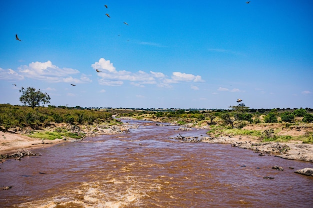 Foto aves buitre río mara vida silvestre animales mamíferos sabana pastizales reserva nacional de caza maasai mara