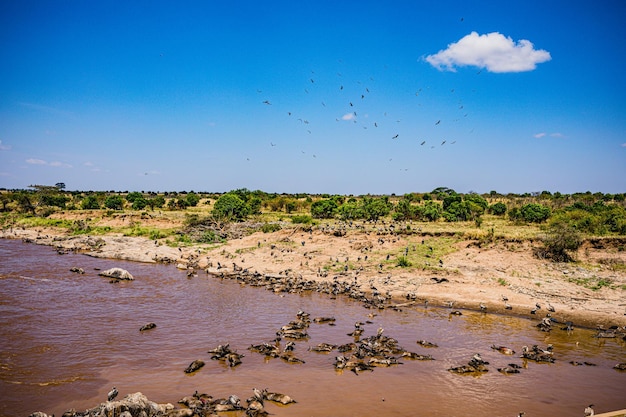 Foto aves buitre río mara vida silvestre animales mamíferos sabana pastizales reserva nacional de caza maasai mara