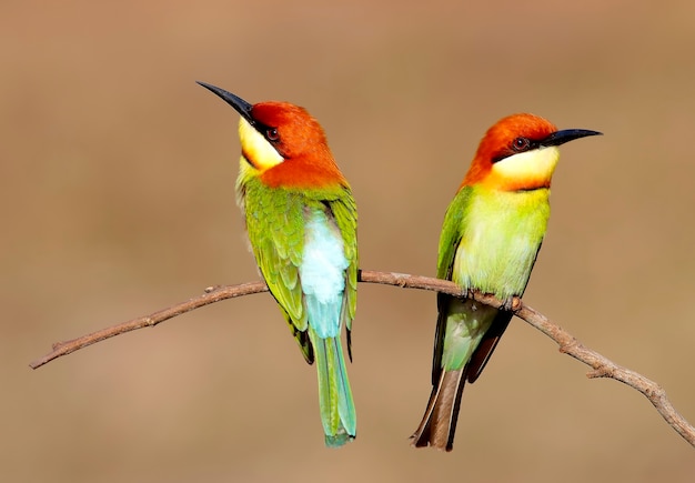 Aves de cabeza de castaña Merops leschenaulti Aves hermosas de Tailandia