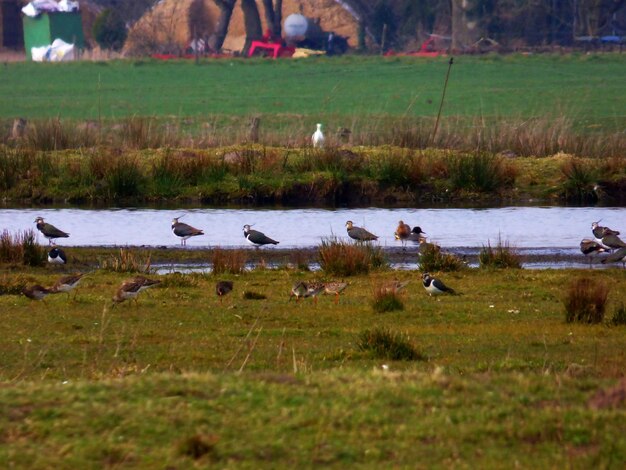 Foto aves en el campo de hierba