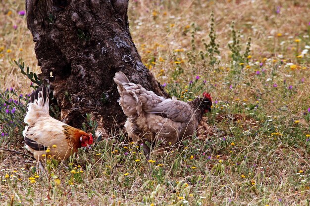 Foto aves en el campo