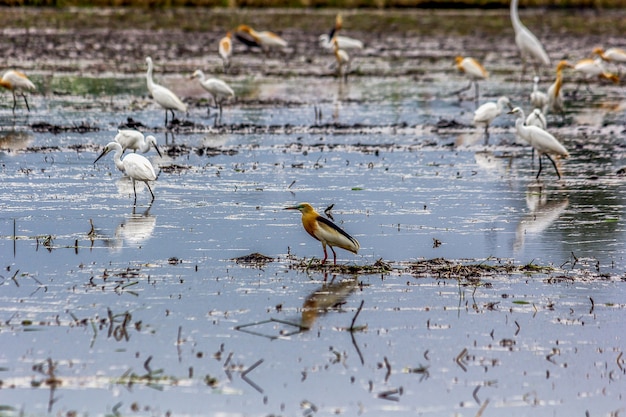 Aves en el campo