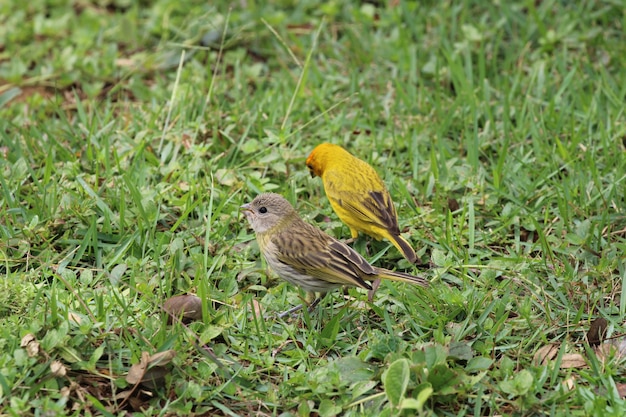 Aves canarias