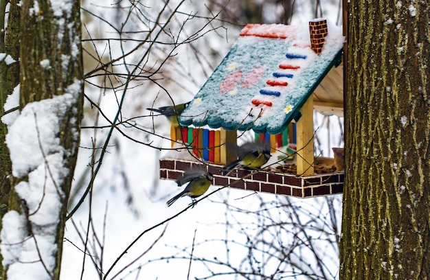 Aves Chickadee sentam-se em galhos e em um alimentador de pássaros coloridos no inverno.