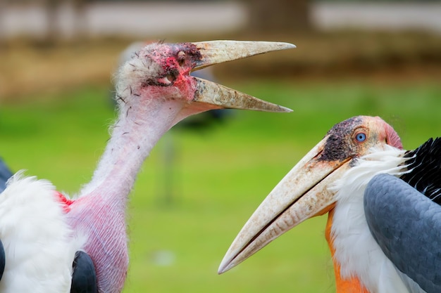 Aves de cigüeña marabú