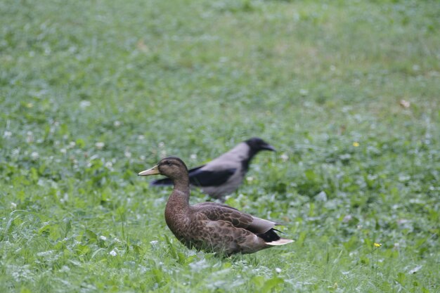 Aves en la ciudad de Cracovia Polonia