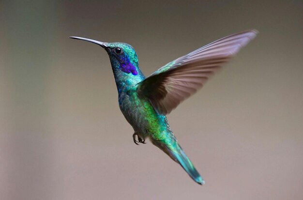 aves con clima natural