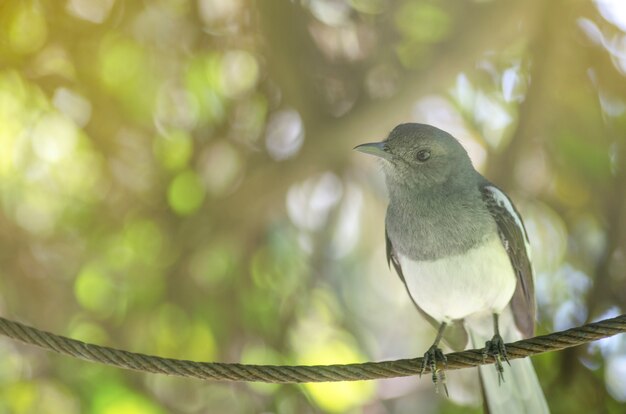 Aves com uma imagem borrada.