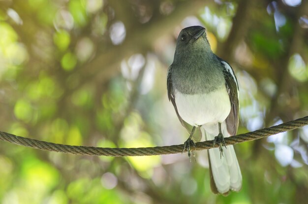 Aves com uma imagem borrada.