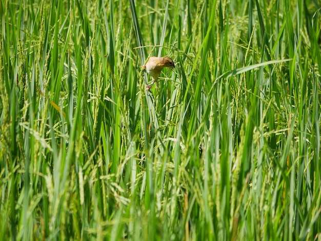 Las aves comen arroz en los arrozales.