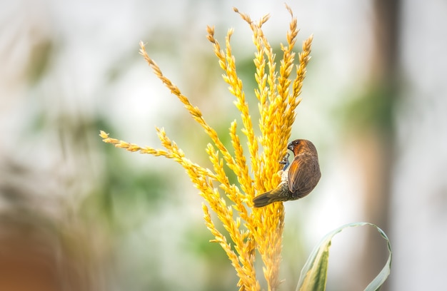 Aves comiendo flores de maíz en el campo de maíz