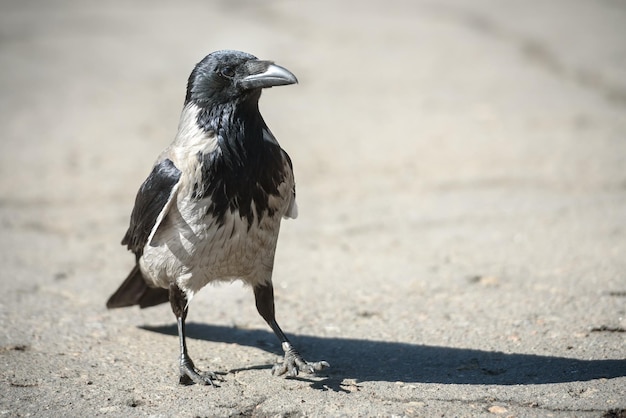 Aves y un concepto de naturaleza salvaje, un cuervo de ciudad sobre asfalto