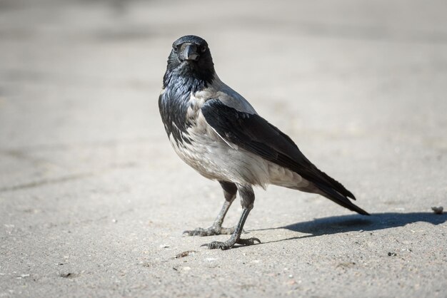 Aves y un concepto de naturaleza salvaje, un cuervo de ciudad sobre asfalto