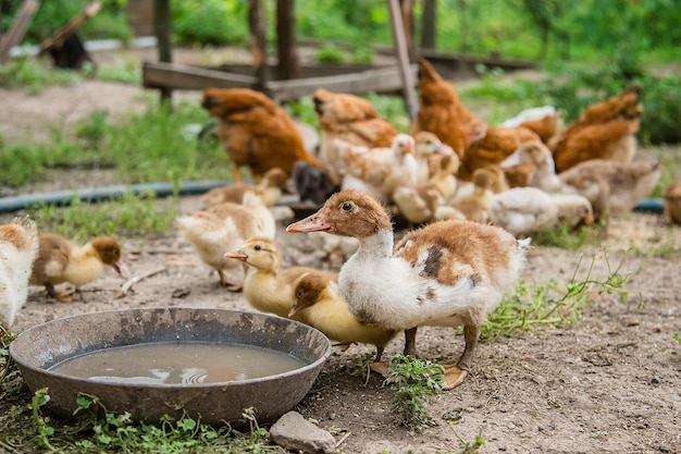 Aves de corral de divorcio Un grupo de patitos jóvenes pollos adolescentes en el corral picoteando comida