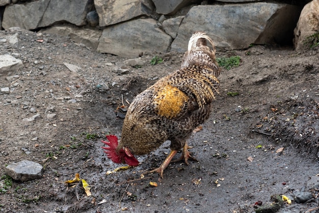 Aves de corral, pollos en villiage