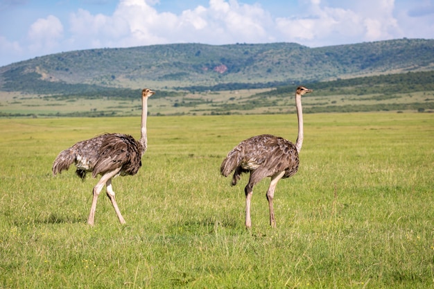 Aves de avestruz pastam em um prado no interior do quênia