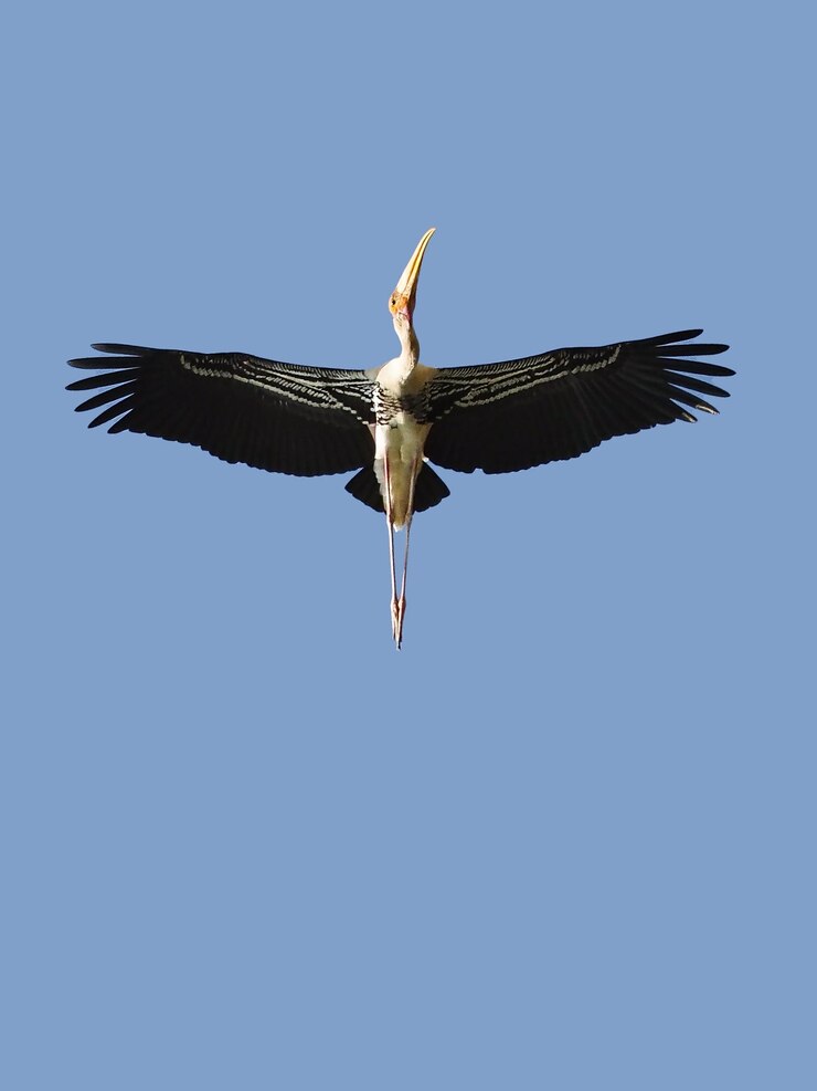 Aves de cegonha pintada