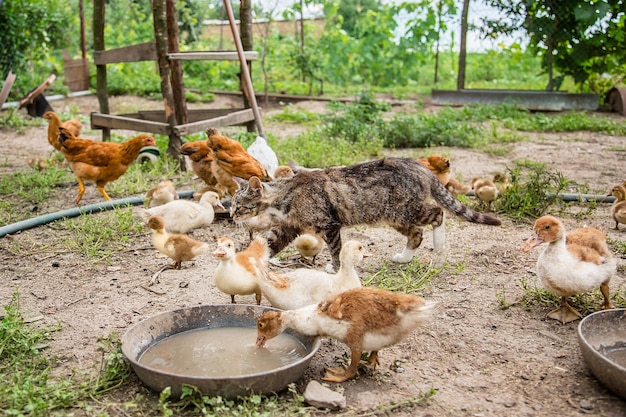 Aves de divórcio Um grupo de jovens patinhos galinhas adolescentes no curral bicando comida