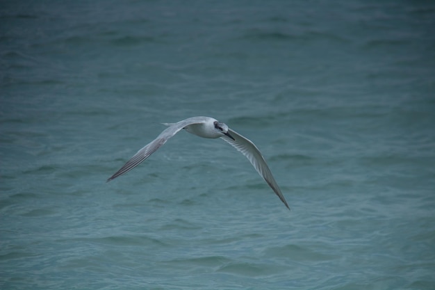 Aves de gaivota voando sobre o mar