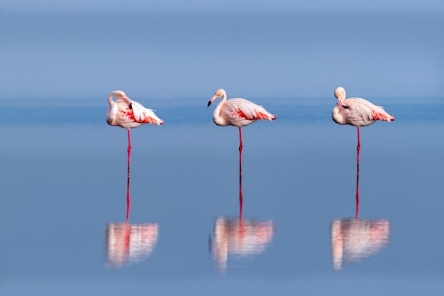 Aves de grupo de flamingos africanos cor-de-rosa andando pela lagoa azul em um dia ensolarado