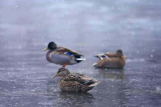 aves de inverno / bando de pássaros, lago de inverno, aves selvagens no lago de inverno, patos sazonais, migratórios