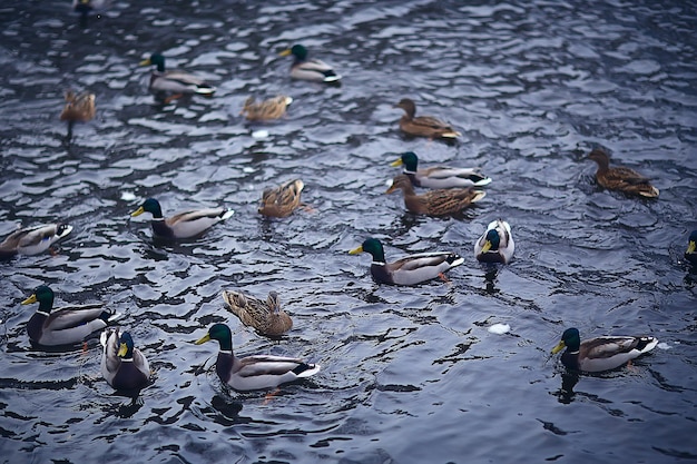 aves de inverno / bando de pássaros, lago de inverno, aves selvagens no lago de inverno, patos sazonais, migratórios