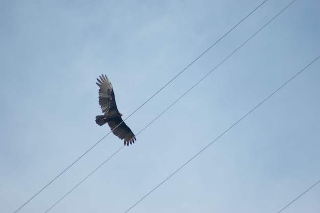 aves de kolumbien