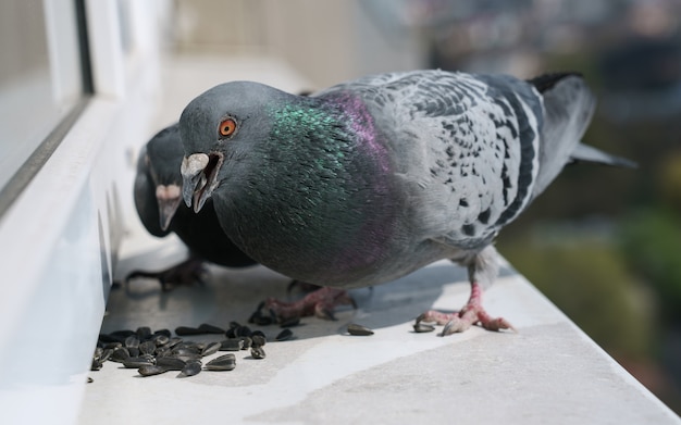 Aves de pombo selvagem comendo sementes de girassol no peitoril da janela