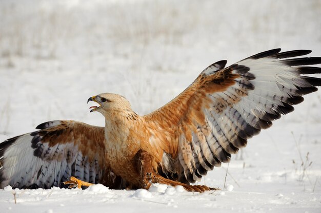 Foto aves de rapina - urubu senta-se na neve