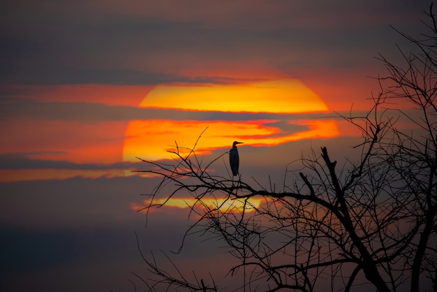 Aves de silhueta no galho de árvore morta