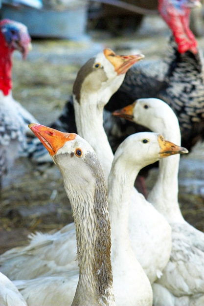 aves domésticas gansos e perus no quintal