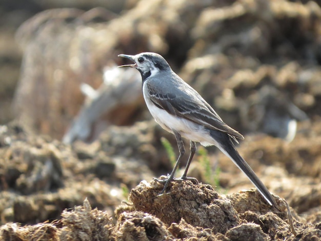 Aves e animais selvagens incríveis