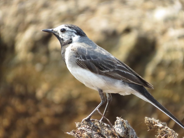 Aves e animais selvagens incríveis