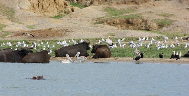 Foto aves e búfalos-d'água em uganda