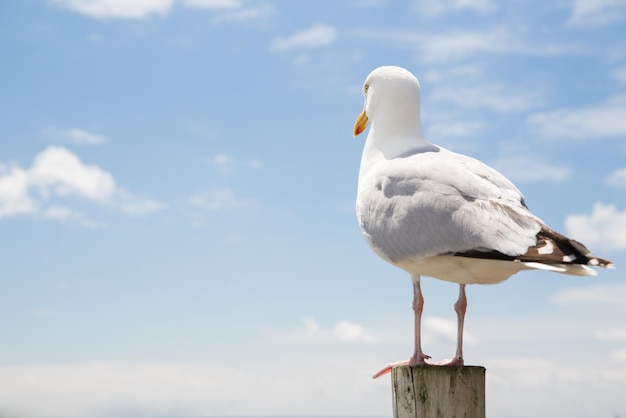 aves e conceito de vida selvagem - gaivota em poste de madeira sobre fundo de céu azul