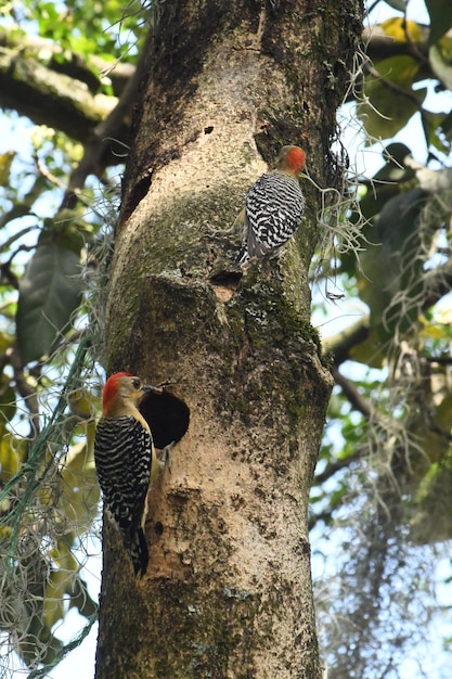 aves e pajaros