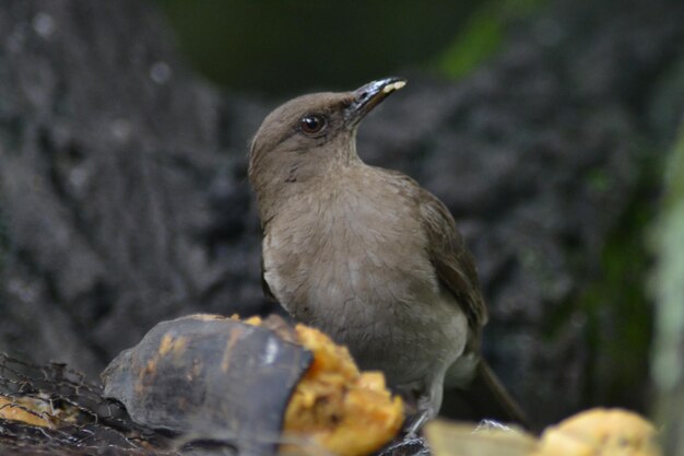 aves e pajaros