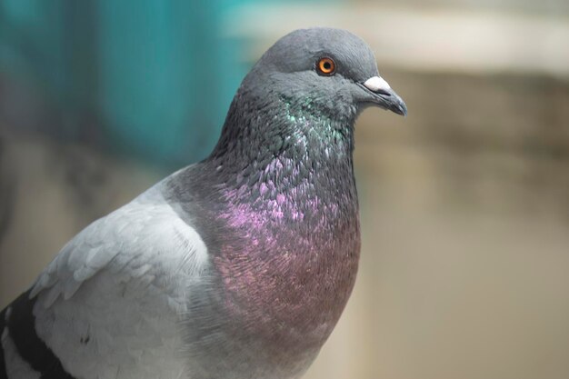 aves e palomas