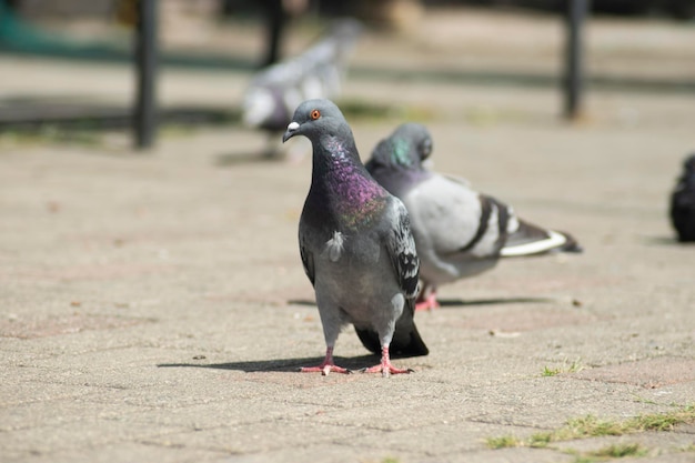 aves e palomas