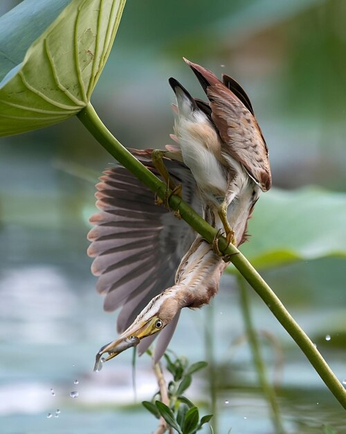 Aves e Vida Selvagem