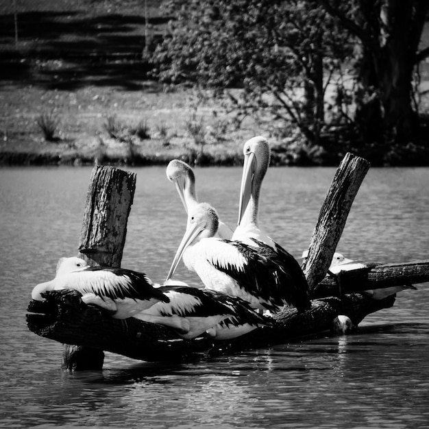 Foto aves em águas calmas