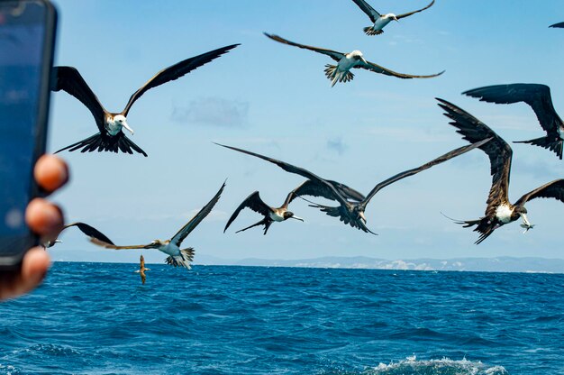 Foto aves em alta mar, manta