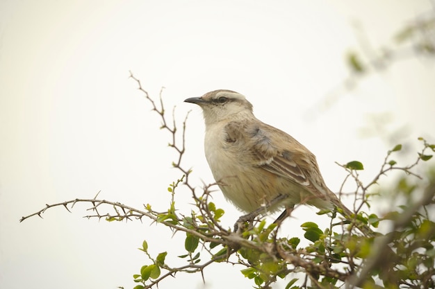 Aves em liberdade e em seu ambiente do Uruguai.