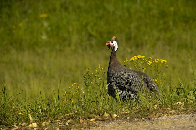 Aves em liberdade e em seu ambiente do Uruguai.