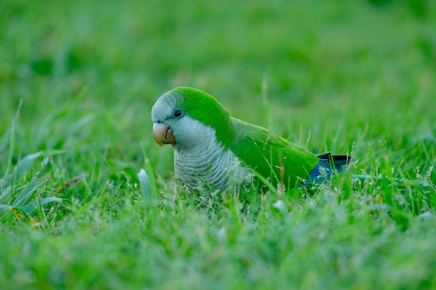 Aves em liberdade e em seu ambiente do Uruguai.