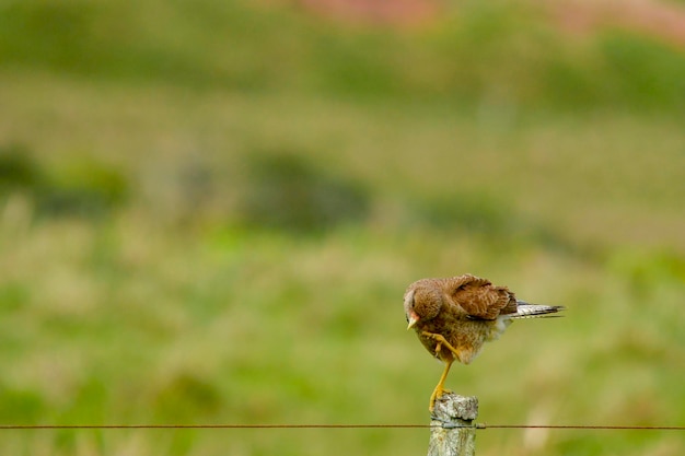 Aves em liberdade e em seu ambiente do Uruguai.