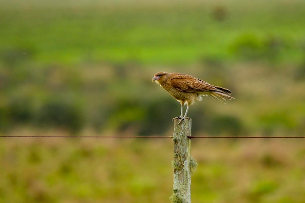 Aves em liberdade e em seu ambiente do Uruguai.